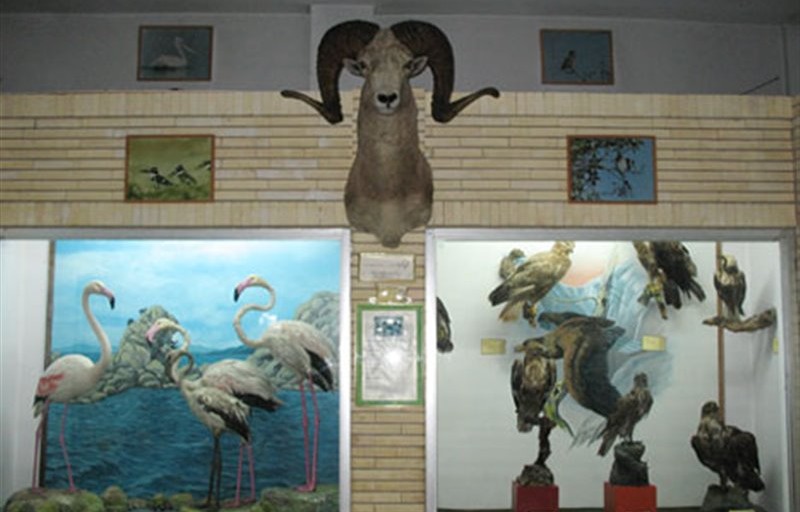 موزه تاریخ طبیعی تبریز