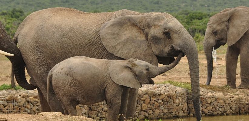 پارک ملی آدو الفنت Addo Elephant National Park