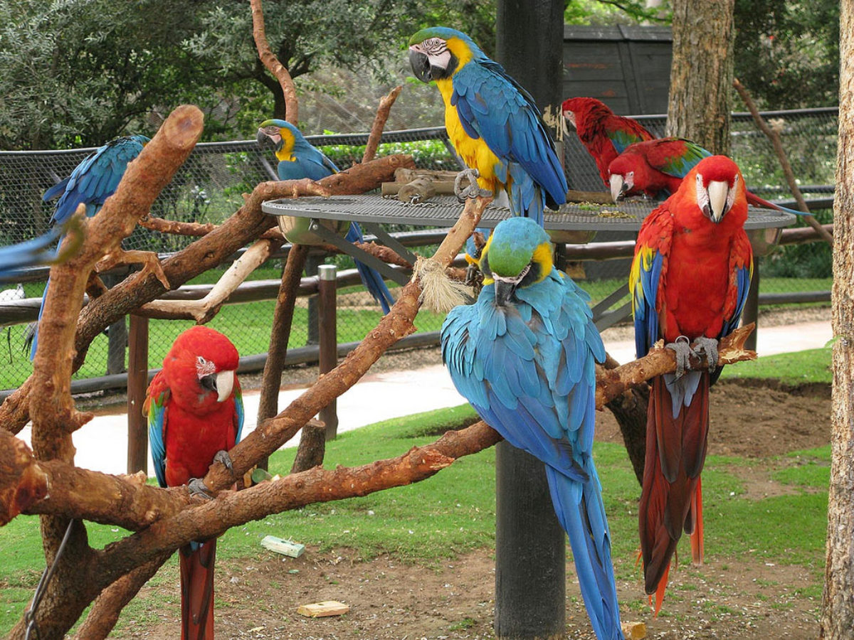 باغ های پرنده Bird Gardens