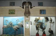 Tabriz Museum of Natural History