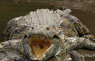 مرکز تمساح سنت لوسیا Crocodile Centre St Lucia