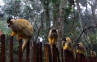 مانکی لند Monkeyland Primate Sanctuary