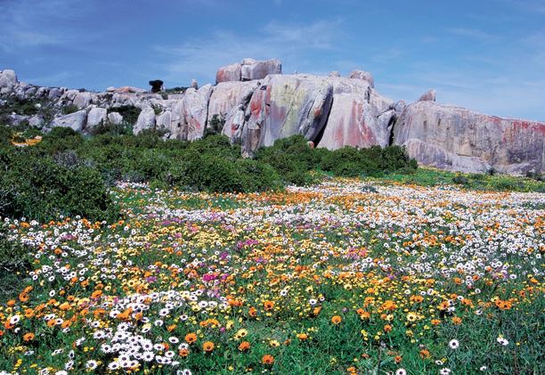 پستبرگ Postberg Flower Reserve