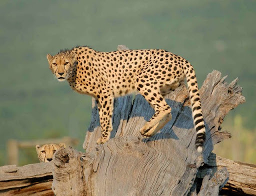 چیتا اوتریچ Cheetah Outreach
